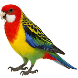 Rosellas